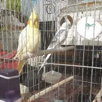 عروس هلندی