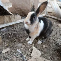 خرگوش سرحال ۱۲۰۰۰ تومان|موش و خرگوش|سبزوار, قصبه شرقی|دیوار