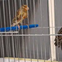 قناری|پرنده|نظرآباد, رسالت|دیوار