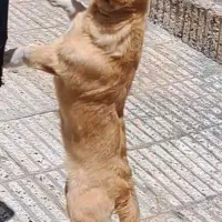 سگ پا کوتاه خیلی با ادب|سگ|سبزوار, هویزه|دیوار