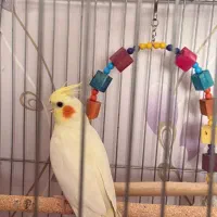 عروس هلندی جفت با قفس وسایل