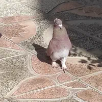 کبوتر|پرنده|یاسوج, |دیوار