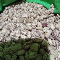 لوبیا چیتی تازه کاشت امسال|عمده‌فروشی|نظر کهریزی, |دیوار