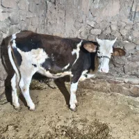 گوساله ماده سمینتال|حیوانات مزرعه|دهدشت, |دیوار