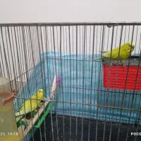 یک جفت مرغ عشق