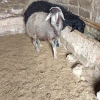 سروآباد|حیوانات مزرعه|سروآباد, |دیوار