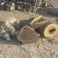 خرید چوب کنده توت و گردو|خدمات باغبانی و درختکاری|هشتگرد, شهرک اقدسیه|دیوار