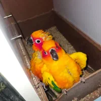 جفت خورشیدی مولد