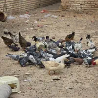 کبوتر قاطی پلخش و..