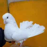 کبوتر گره بند