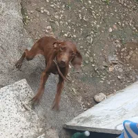 توله سگ دنبلانی