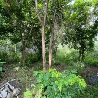 نهال موز،درخت موز