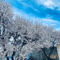 تیمورتاش ۱۰۰۰ متری باغ میوه فنس شده|فروش زمین و ملک کلنگی|بجنورد, |دیوار