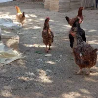 خروس ومرغ تخم گذار محلی|حیوانات مزرعه|سنندج, |دیوار