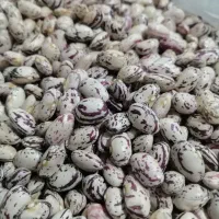 لوبیا چیتی درجه یک امسال