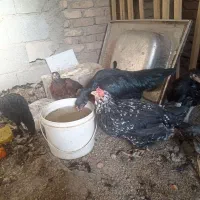 مرغ گلین جوان|حیوانات مزرعه|باسمنج, |دیوار