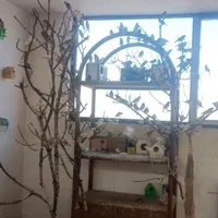 پرنده سرای عروس|پرنده|سبزوار, |دیوار