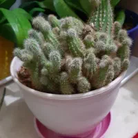 گل طبیعی سانسوریا کاکتوس (هدیه روز مادر)|گل و گیاه طبیعی|اراک, |دیوار