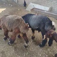 بره نر