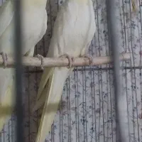 عروس هلندی|پرنده|مشهد, هفده شهریور|دیوار