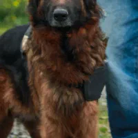 سگ ژرمن شولاین فول کیفیت