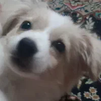 سگ ۵ ماهه ماده