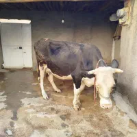 گاوسیمینتال4ماه آبستن شیری|حیوانات مزرعه|مریوان, |دیوار