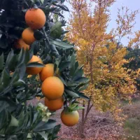 فروش نارنگی برگدار وتامسون برگدار و...|عمدهفروشی|قائمشهر, |دیوار