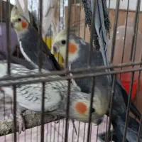 ...|پرنده|سلماس, |دیوار