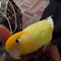 طوطی برزیلی|پرنده|راهگان, |دیوار