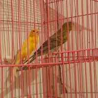 فروش قناری مست|پرنده|دهلران, |دیوار