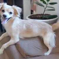 سگ اشپیتز پامر