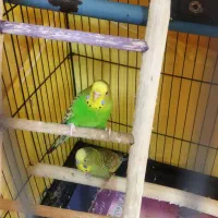 یک جفت قناری مولد|پرنده|نوشهر, |دیوار