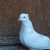 سفید اراکی|پرنده|چهاردانگه (تهران), |دیوار