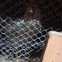 خروس قربانی|حیوانات مزرعه|مشهد, سجادیه|دیوار