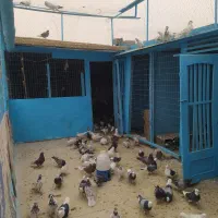 کبوتر شازده و کاشانی هستند