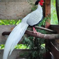 پرنده زینتی سیلور|پرنده|نوشهر, |دیوار