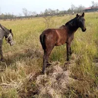 مایان با اسب کره|حیوانات مزرعه|لاهیجان, آهندان|دیوار