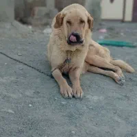 سگ پژدر مفقود|حیوانات|سنندج, |دیوار