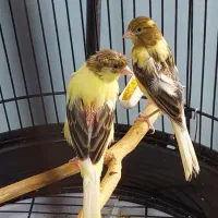 قناری نر ابلغ