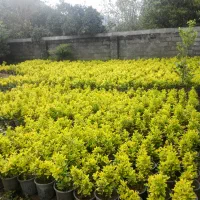 خدمات باغبانی باغچه کاری گل کاری تعویض خاک گلدان