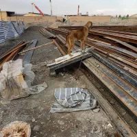 یک جفت توله 8ماه سرابی|سگ|مشهد, منزل آباد|دیوار