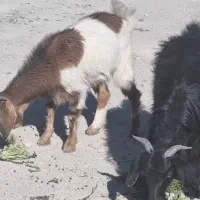 بزغاله و بز|حیوانات مزرعه|شهریار, فرارت|دیوار