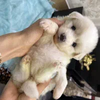 سگ پودل۲ ماهه