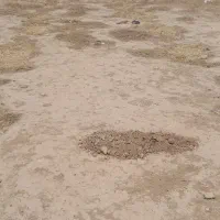 زمین-شکوفه-9