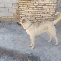 سگ سراب اصیل