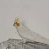 فروش عروس هلندی|پرنده|خوسف, |دیوار