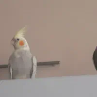 عروس هلندی ۴ماهه|پرنده|تهران, مجیدآباد|دیوار