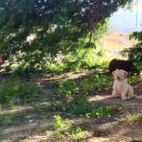 سگ نژاد شیتزو