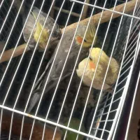 عروس هلندی سخن گو بالغ